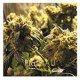 Plateau: KUSHBUSH + MUSIC FOR GRASS BARS 2CD